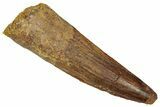 Fossil Spinosaurus Tooth - Real Dinosaur Tooth #331365-1